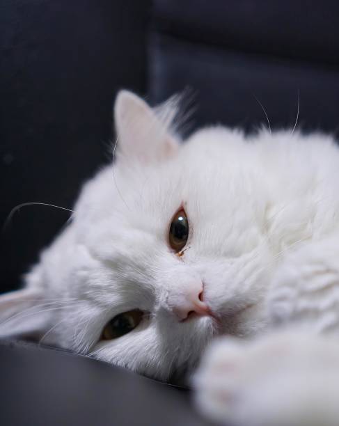 istock a white cat laying down on a chair... 1723922944