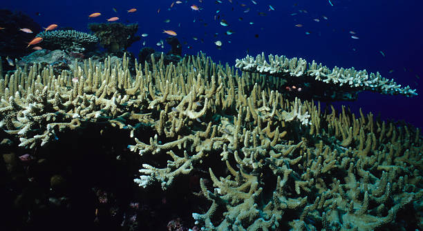 stag recife de coral - deep sea staghorn coral school of fish - fotografias e filmes do acervo