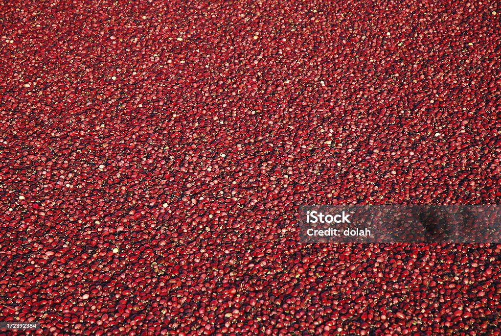 Airelas vermelhas - Royalty-free Campo agrícola Foto de stock