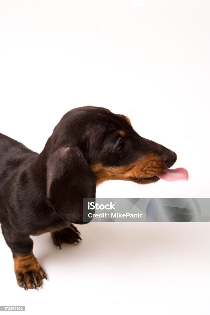 sticking my tongue out mini dashund sticking its tongue out Animal Stock Photo