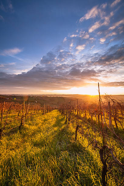 istock Sunrise Tuscany Vineyard 172392486