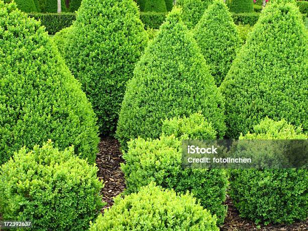 Buxus Stockfoto und mehr Bilder von Baum - Baum, Buchsbaum, Dekoration