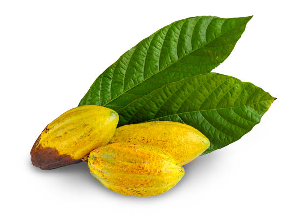 istock Cacao fruits isolated against white background. 1723926771