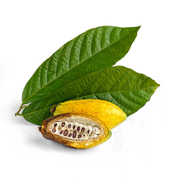 istock Cacao fruits isolated against white background. 1723926786