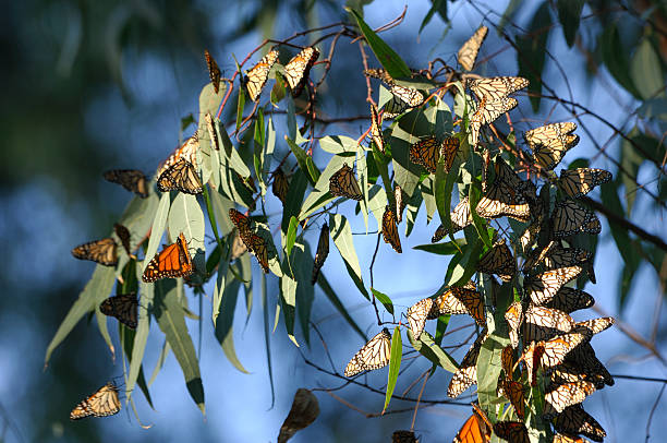 istock Monarch Butterflies on Eucalyptus Branch 172392704