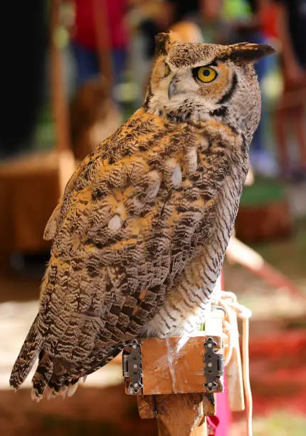 Eurasian eagle-owl also called Bubo Bubo species of owl resides in Eurasia with distinctive ear tufts in head and big yellow eyes