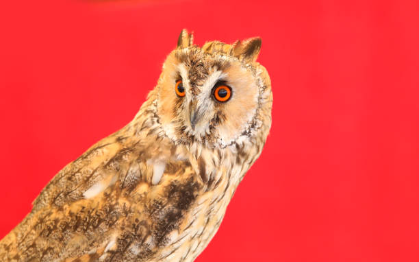 oiseau hibou nocturne à longues oreilles avec de grands yeux sur fond rouge - red owl screech owl animal photos et images de collection