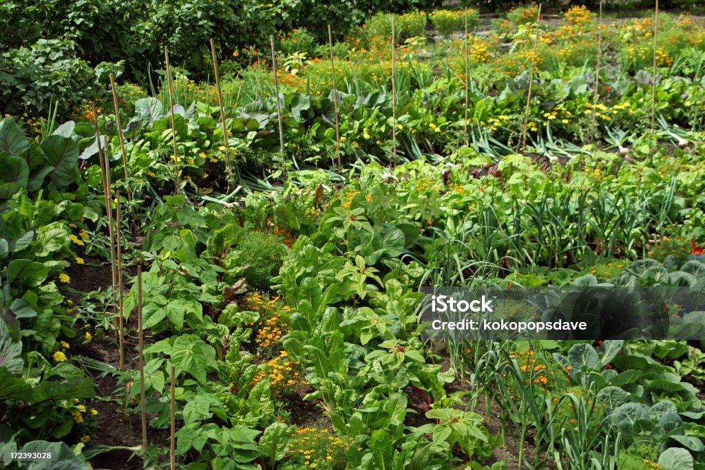 Applicazione di verdura - Foto stock royalty-free di Agricoltura