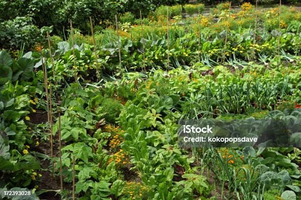 Legumes Sistema Transdérmico - Fotografias de stock e mais imagens de Agricultura - Agricultura, Alimentação Saudável, Cabeça de Flor