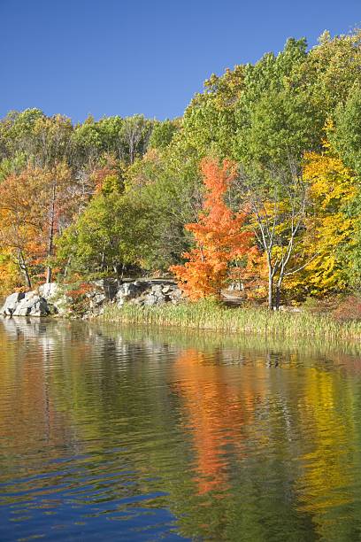 istock Reflected trees in lake autumn scene 172393039
