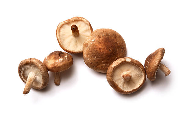 Mushrooms: Shiitake Mushrooms Isolated on White Background More Photos like this here... shiitake mushroom photos stock pictures, royalty-free photos & images