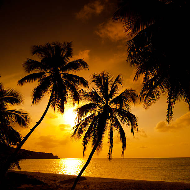 istock sunset at a tropical beach in the Caribbean 172393135