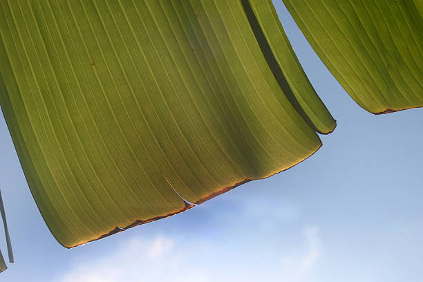 banana leaf stock photo