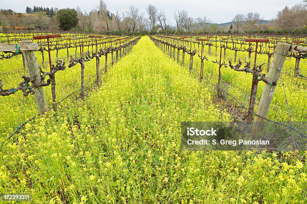 Vigneto In Primavera - Fotografie stock e altre immagini di Ambientazione esterna - Ambientazione esterna, Azienda vinicola, California