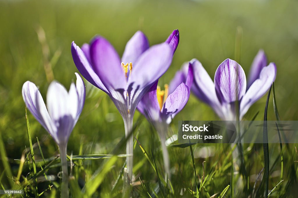 Purple Frühlingskrokussen - Lizenzfrei Baum Stock-Foto