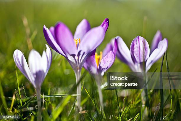 Purple Frühlingskrokussen Stockfoto und mehr Bilder von Baum - Baum, Baumblüte, Blau