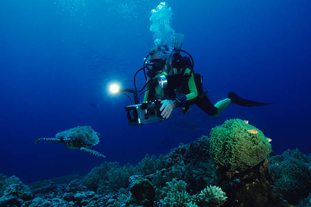 Diver With Turtle stock photo