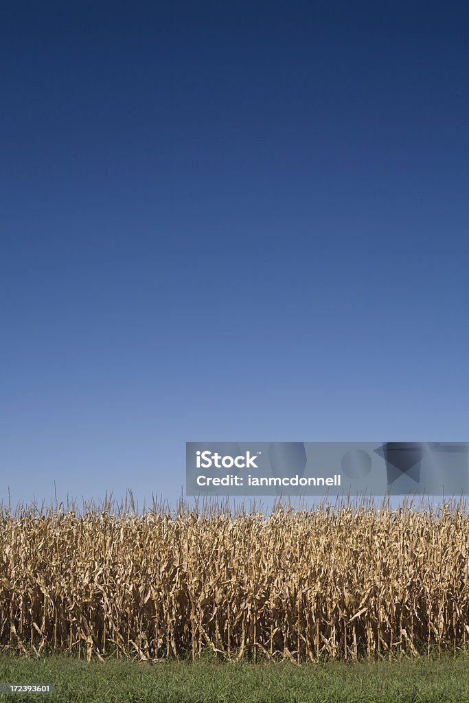 Automne de maïs - Photo de Agriculture libre de droits