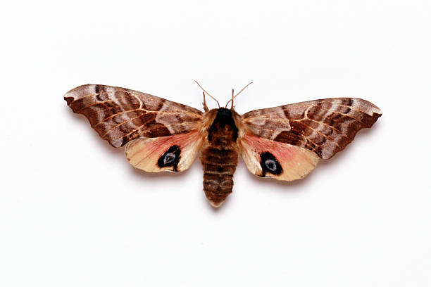 istock Sphynx Night Butterfly Isolated on White Background 172393643