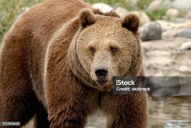 Grizzly Bear Em Montana - Fotografias de stock e mais imagens de Cara a Cara - Cara a Cara, Confrontação, Urso-pardo