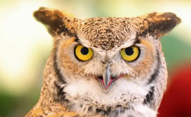 Eurasian eagle-owl also called Bubo Bubo species of owl resides in Eurasia with distinctive ear tufts in head and big yellow eyes