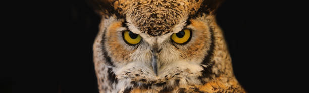 istock Eurasian eagle-owl also called Bubo Bubo species of owl resides in Eurasia with distinctive ear tufts in head and yellow eyes 1723936779
