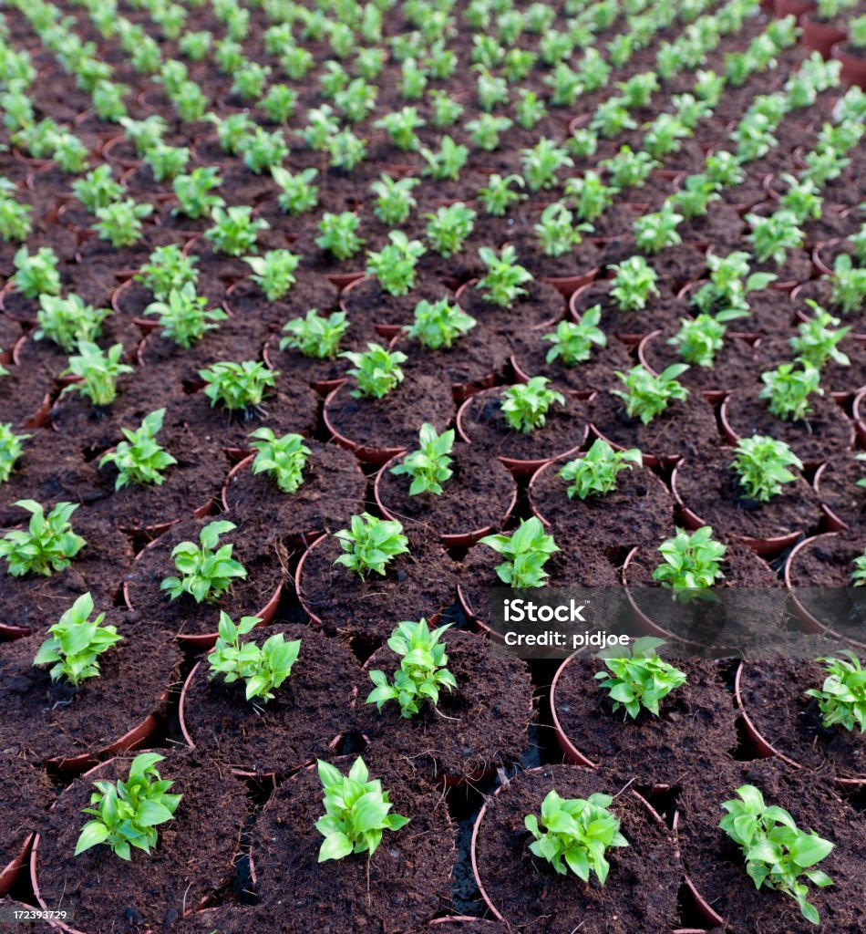 calla lilies en greenhouse - Foto de stock de Aro libre de derechos