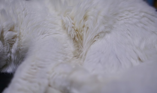 a close up of the fur..