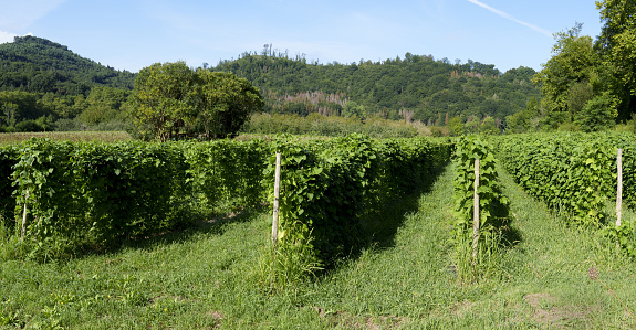 Vine plants and grapes ready for picking
