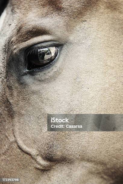 Horse Stock Photo - Download Image Now - Animal, Animal Body Part, Animal Eye