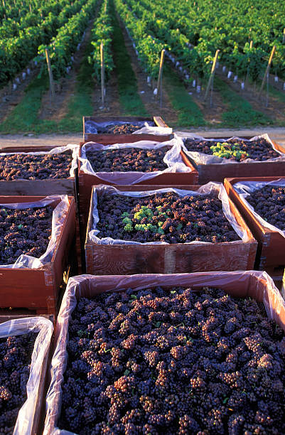 vendimiar vineyard okanagan valley - kelowna chardonnay grape vineyard grape fotografías e imágenes de stock