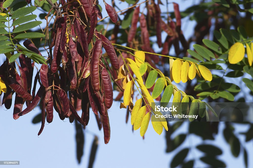 Miel locust arbre avec suspension Gousse - Photo de Arbre libre de droits