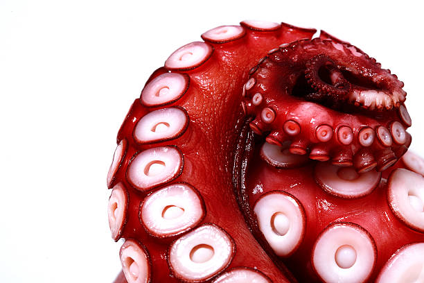 Tentacles on a red octopus leg stock photo