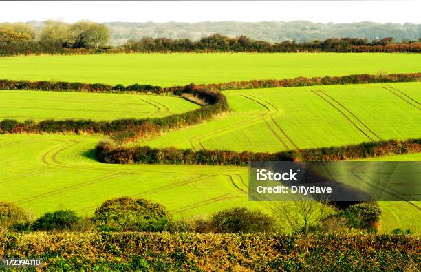 Campi Di Cereali Spara Visualizzazione Campo Limiti - Fotografie stock e altre immagini di Scena rurale