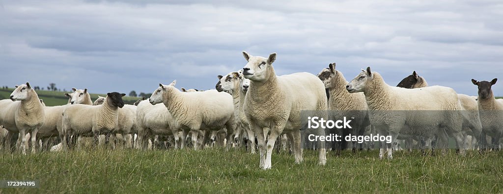 Der Flock - Lizenzfrei Nutztier Stock-Foto