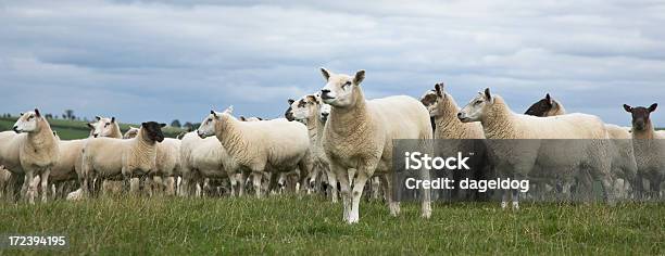 Foto de O Flock e mais fotos de stock de Animal de Fazenda - Animal de Fazenda, Carinhoso, Ovelha - Mamífero ungulado