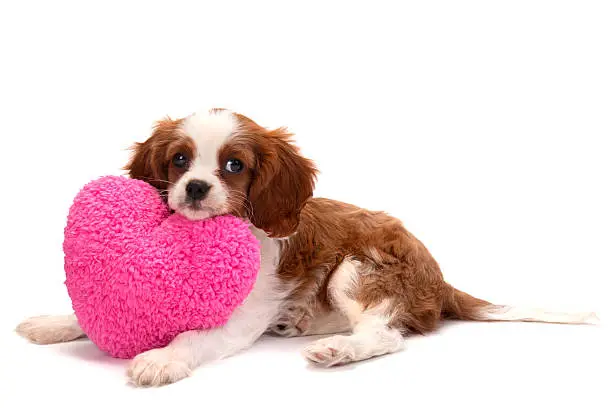 Cavalier King Charles Spaniel with a pink heart on white