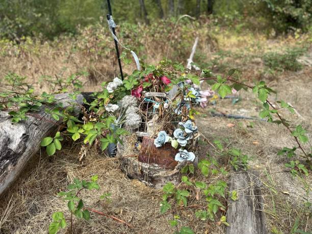 istock A homeless pet cemetery 1723942707