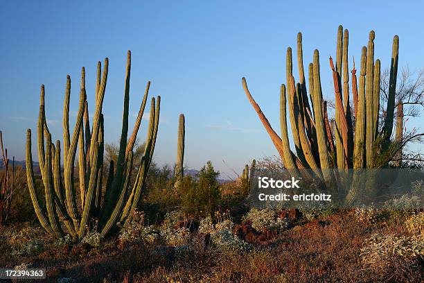 Photo libre de droit de Cactus En Tuyaux Dorgue banque d'images et plus d'images libres de droit de Arizona - Arizona, Beauté de la nature, Cactus