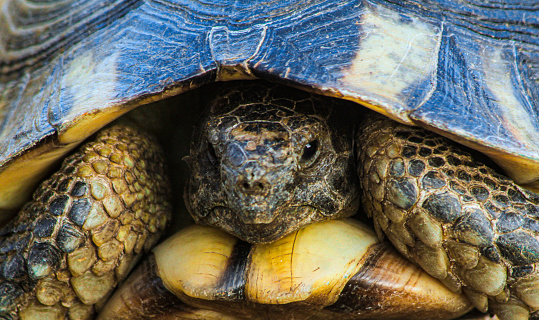 Close-up of an adult marginated tortoise. Photograph taken in Sardinia, Italy.