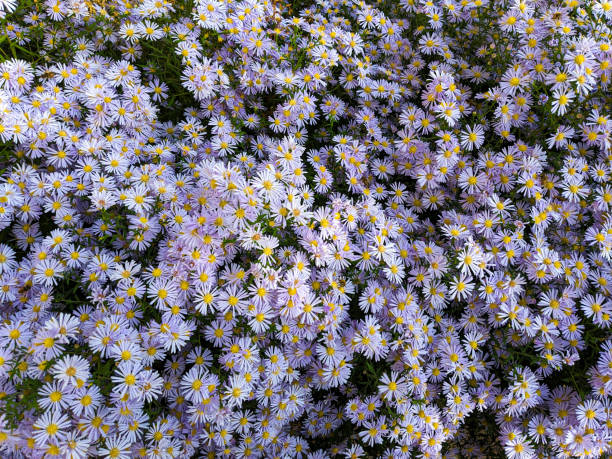 istock Tatarian asters light purple flowers, Aster tataricus 1723947126