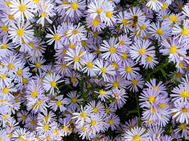 istock Tatarian asters light purple flowers, Aster tataricus 1723947128