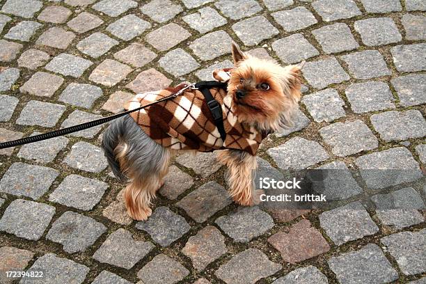 Dobrze Ubrany Pies - zdjęcia stockowe i więcej obrazów Palto - Palto, Yorkshire terrier, Bez ludzi