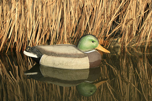 Duck Hunt Series Duck decoy in water. hunting decoy photos stock pictures, royalty-free photos & images