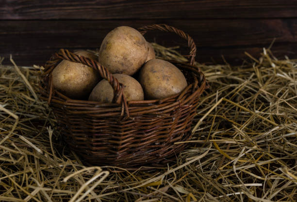 Raw potatoes in straw on a wooden table. Lots of potatoes in close-up.
