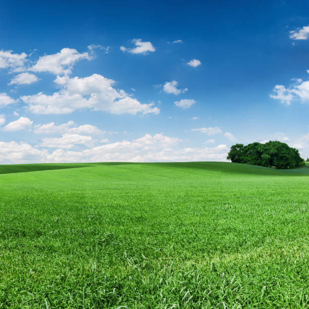 istock Square spring landscape 64MPix XXXXL - meadow, blue sky 172395063