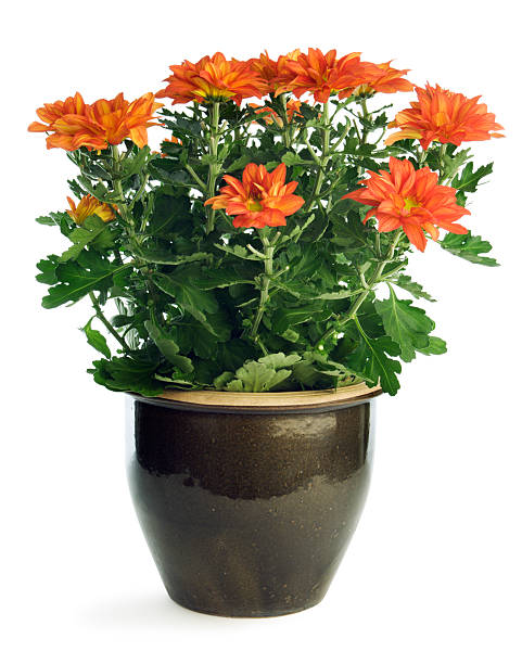 istock Chrysanthemum Potten Plant Isolated on White Background 172395115