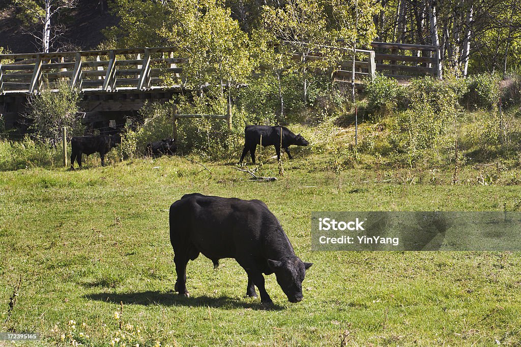 Angus Grasen - Lizenzfrei Aberdeen Angus Rind Stock-Foto