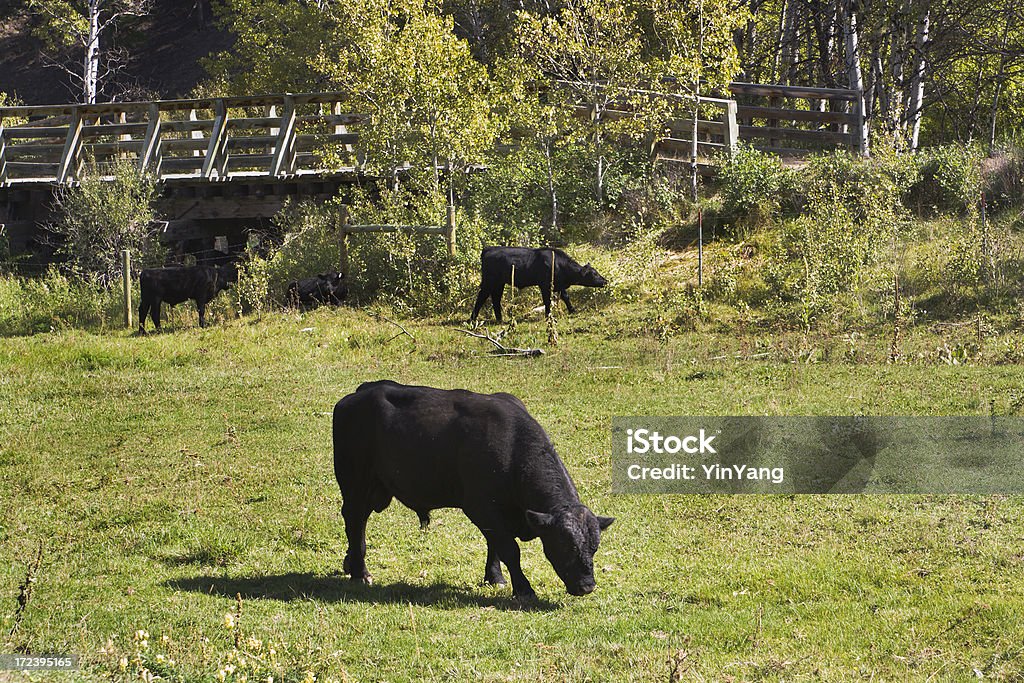 アンガストレーダー - アバディーンアンガス牛のロイヤリティフリーストックフォト