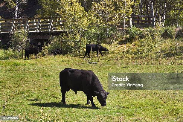 アンガストレーダー - アバディーンアンガス牛のストックフォトや画像を多数ご用意 - アバディーンアンガス牛, アメリカ合衆国, ウシ